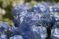 5月の花隊長のお店♪(その17)