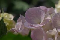 5月の花隊長のお店♪(その18)