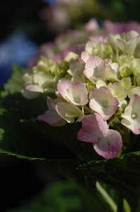 5月の花隊長のお店♪(その18)