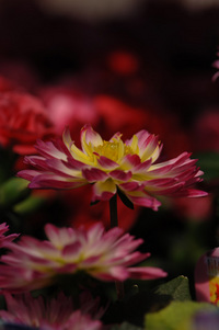 5月の花隊長のお店♪(その23)