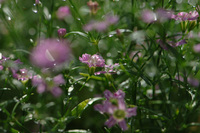5月の花隊長のお店♪(その24)
