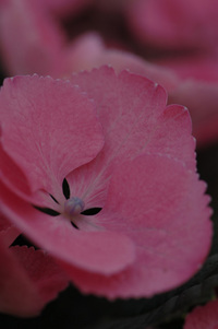 5月の花隊長のお店♪(その26)