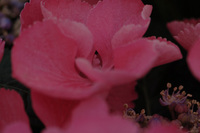 5月の花隊長のお店♪(その26)