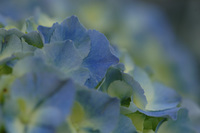 5月の花隊長のお店♪(その28)