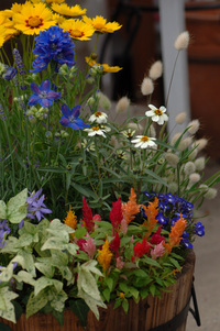 5月の花隊長のお店♪(その31)