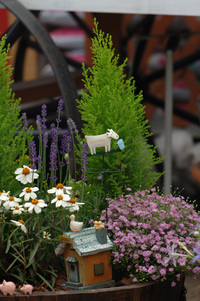 5月の花隊長のお店♪(その31)