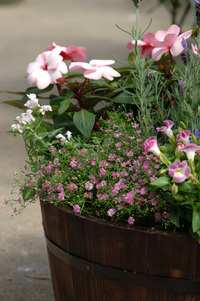 5月の花隊長のお店♪(その31)