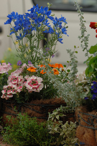 5月の花隊長のお店♪(その32)