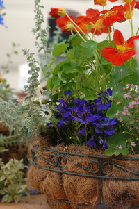 5月の花隊長のお店♪(その32)