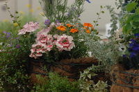 5月の花隊長のお店♪(その32)