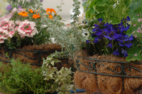 5月の花隊長のお店♪(その32)
