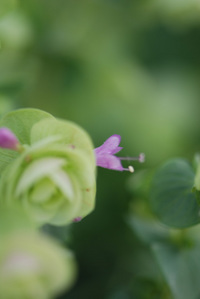 5月の花隊長のお店♪(その39)