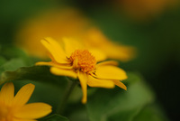5月の花隊長のお店♪(その40)