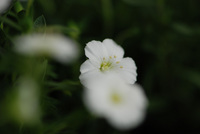 5月の花隊長のお店♪(その40)