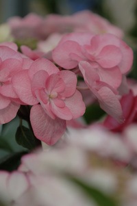 5月の花隊長のお店♪(その46)