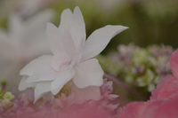 5月の花隊長のお店♪(その47)