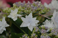 5月の花隊長のお店♪(その47)