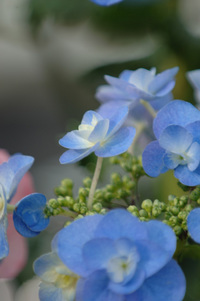 5月の花隊長のお店♪(その48)