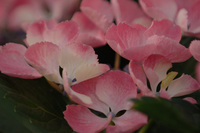 5月の花隊長のお店♪(その48)