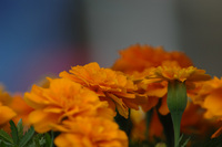 5月の花隊長のお店♪(その49)