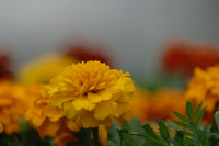 5月の花隊長のお店♪(その49)