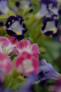 5月の花隊長のお店♪(その52)