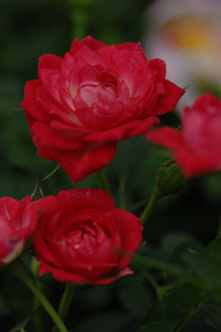 6月の花隊長のお店♪(その4)