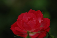 6月の花隊長のお店♪(その4)