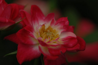 6月の花隊長のお店♪(その6)