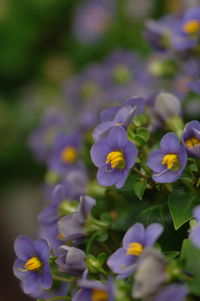 6月の花隊長のお店♪(その6)