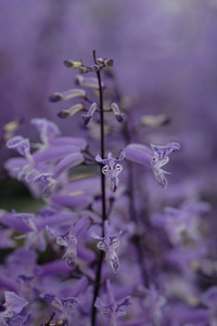 6月の花隊長のお店♪(その9)