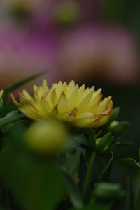 6月の花隊長のお店♪(その10)
