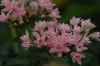 6月の花隊長のお店♪(その13)