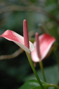 水生植物公園♪(その2)