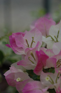 7月の花隊長のお店♪(その2)