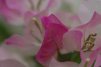 7月の花隊長のお店♪(その2)