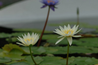 水生植物公園♪(その3)