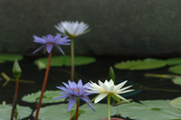 水生植物公園♪(その3)