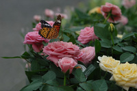 7月の花隊長のお店♪(その3)