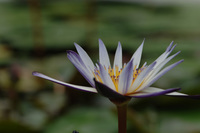 水生植物公園♪(その4)