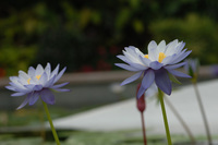 水生植物公園♪(その4)