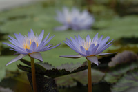 水生植物公園♪(その4)