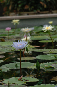 水生植物公園♪(その5)