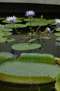 水生植物公園♪(その5)