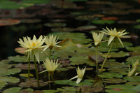 水生植物公園♪(その5)