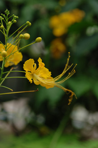 水生植物公園♪(その6)
