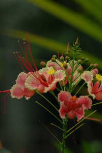 水生植物公園♪(その6)