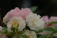 7月の花隊長のお店♪(その4)