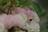7月の花隊長のお店♪(その4)
