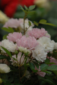 7月の花隊長のお店♪(その4)
